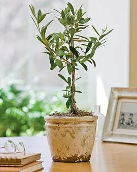 How to Grow Trees Indoors: Tips for Planting and Caring for House Trees photo 4