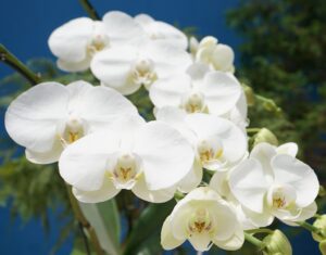 Essential Guide to Orchid Care