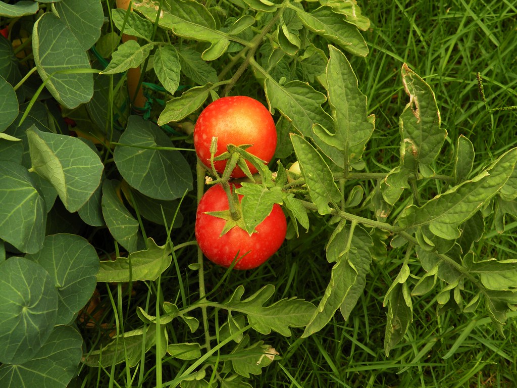 The Ultimate Guide to Growing Mouthwatering Tomatoes at Home