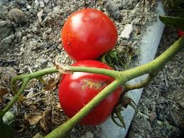 The Ultimate Guide to Growing Mouthwatering Tomatoes at Home