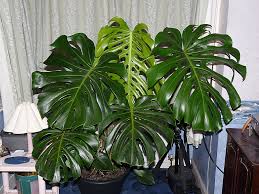 Transform Your Home with the Top Indoor Tropical Plants